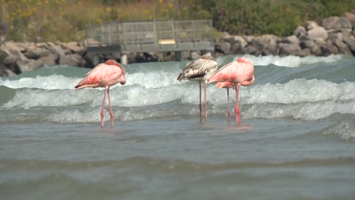 Flamingos sighted in Wisconsin for first time ever – NBC Connecticut - Vimarsana News