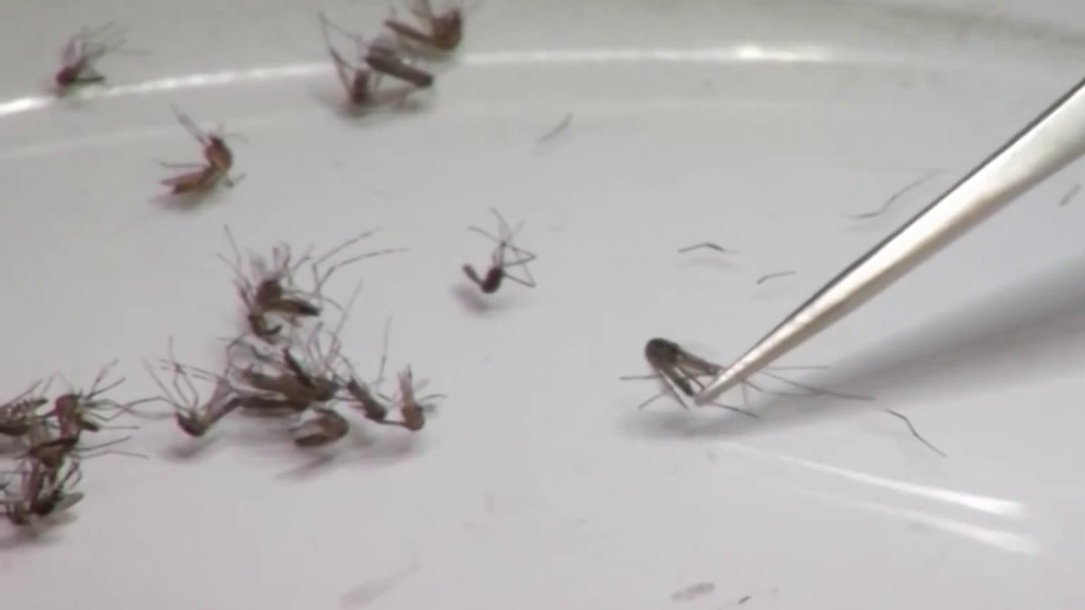 Nearly two dozen mosquitoes test positive for EEE virus – NBC Connecticut