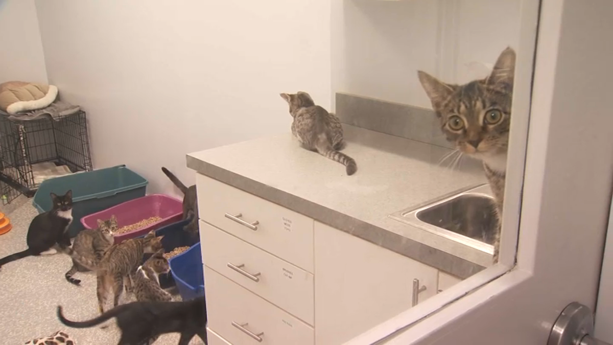 North Haven Animal Shelter is ‘Sinking like the Titanic’ – NBC Connecticut