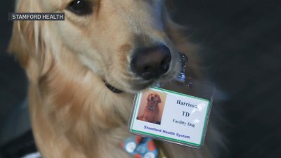 Stamford Health gets first-ever therapy dog – NBC Connecticut