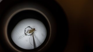 Mosquitos In Kentucky Are Tested After West Nile Virus Found In Area