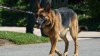 Biden's dog Commander involved in 11th reported biting incident in past year