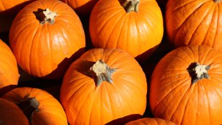 Mr. Jack O'Lanterns Pumpkin Patches Officially Open For 2021 Halloween Season