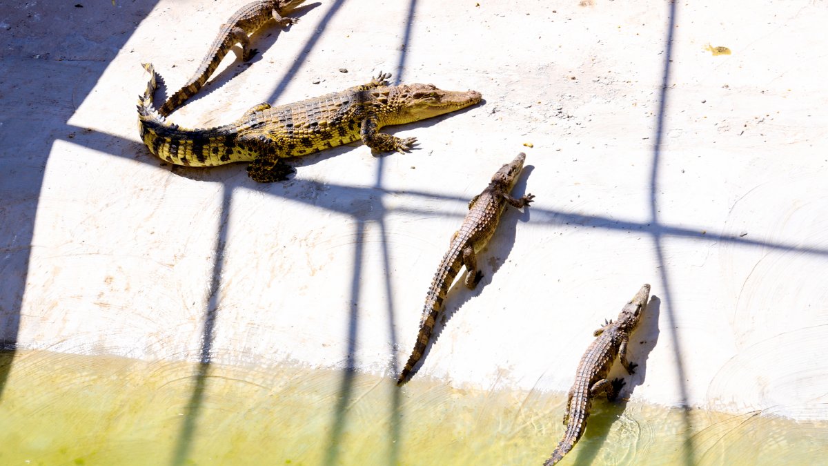 7 people killed after rainstorms in China and 70 crocodiles on the loose – NBC Connecticut - Vimarsana News