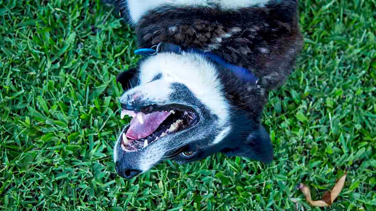 Clear The Shelters celebrates 1 million pet adoptions - Vimarsana News