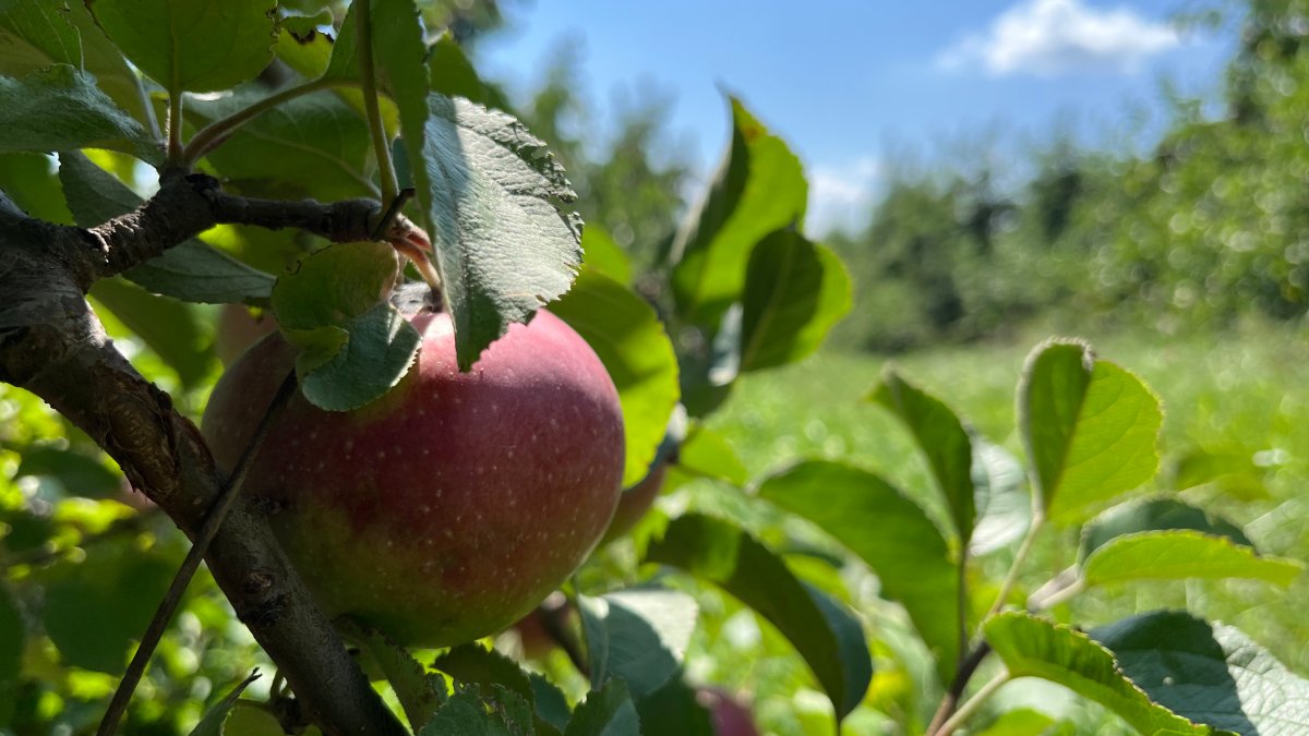 Conn. orchards primed for apple picking despite current heat wave - Vimarsana News