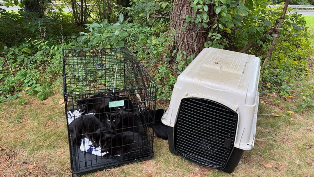 15 cats found abandoned in Stratford – NBC Connecticut