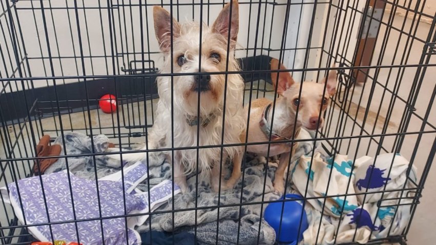 Two dogs found abandoned in Vernon – NBC Connecticut