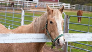 A brown horse standing by the white fence.