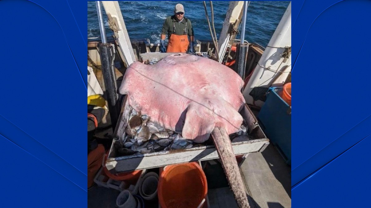 Connecticut state trawling crew hauls up massive stingray from