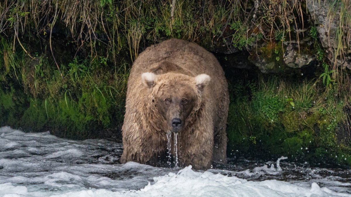 Single mother 'thicker than a bowl of oatmeal' wins Alaska's Fat Bear Week  – NBC Connecticut - Vimarsana News