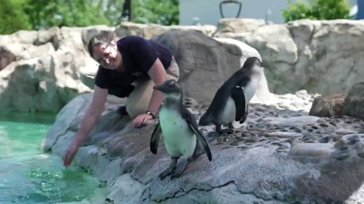 Mystic Aquarium to celebrate 50th anniversary this weekend – NBC ...