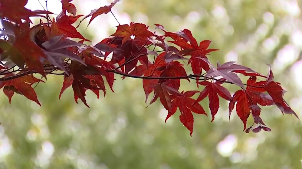 what-is-fall-foliage-in-connecticut-looking-like-this-year-nbc