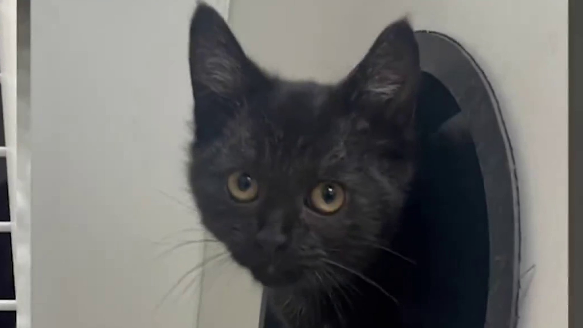 A black cat dressed as a police officer against a black background