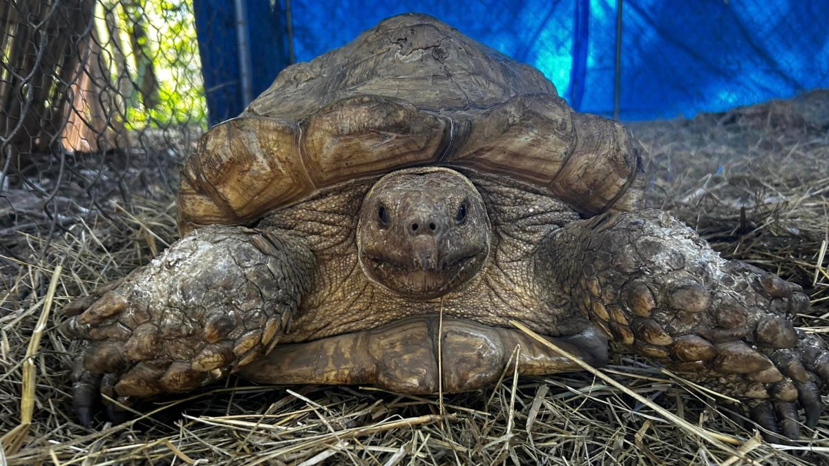 Pet tortoise reunited with owner 3 years after escaping front yard in(00)