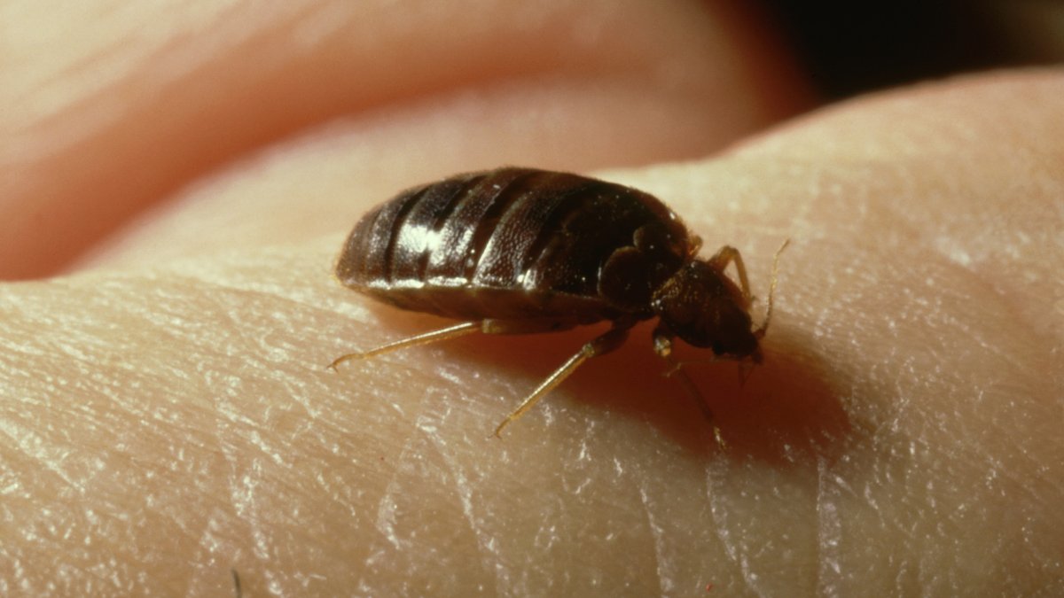 Concern for bedbugs rise in France ahead of 2024 Summer Olympics – NBC Connecticut - Vimarsana News