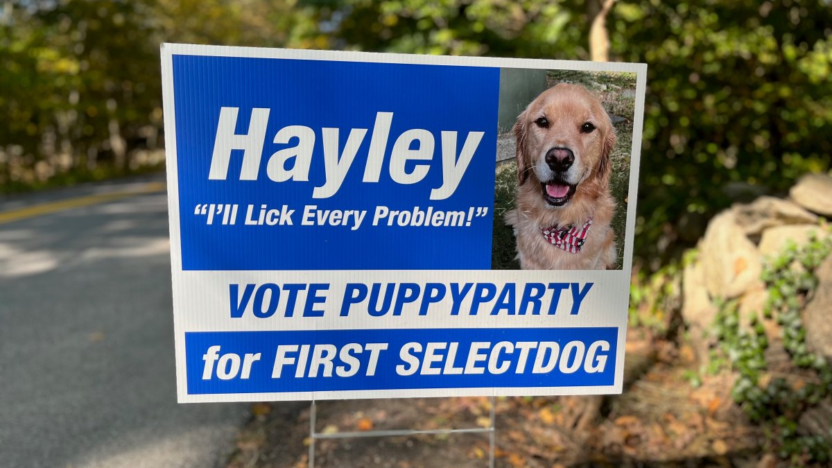 Wilton 'First Selectdog' candidate promises to 'lick every problem' – NBC Connecticut - Vimarsana News