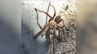 A tarantula is pictured in this photo provided by the National Park Service.