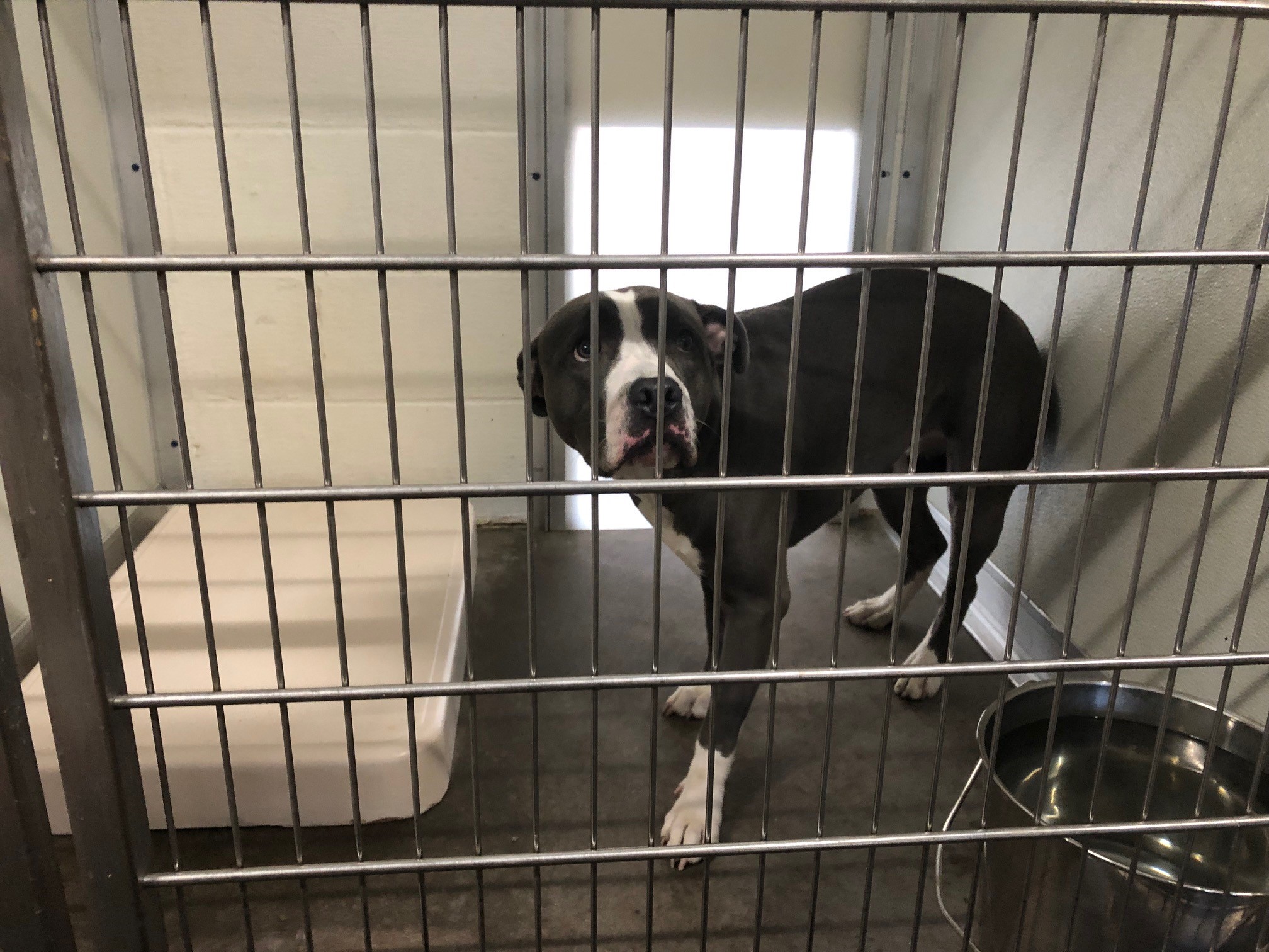 Vernon officials investigate wave of dog abandonments – NBC Connecticut