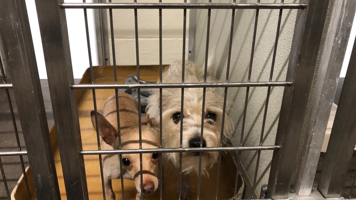 Vernon officials investigate wave of dog abandonments – NBC Connecticut
