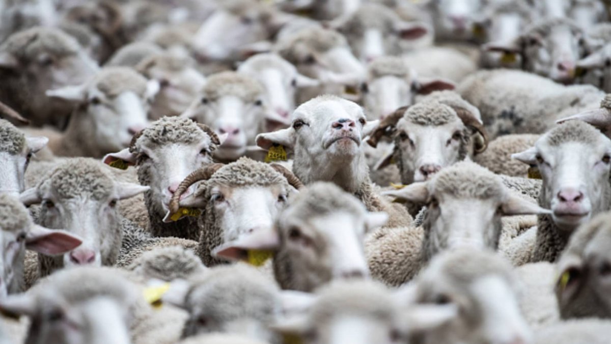 Australia has too many sheep – and farmers are giving them away for free - Vimarsana News
