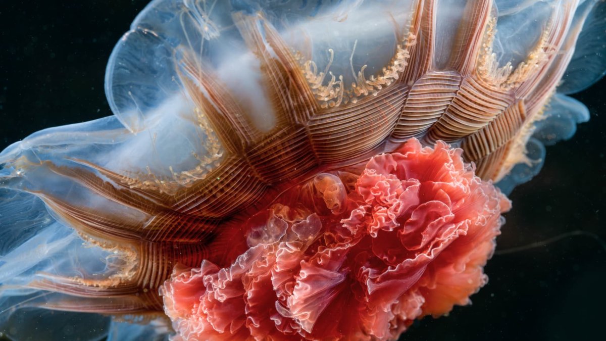 See the photos that made National Geographic's 'Pictures of the Year' – NBC Connecticut - Vimarsana News