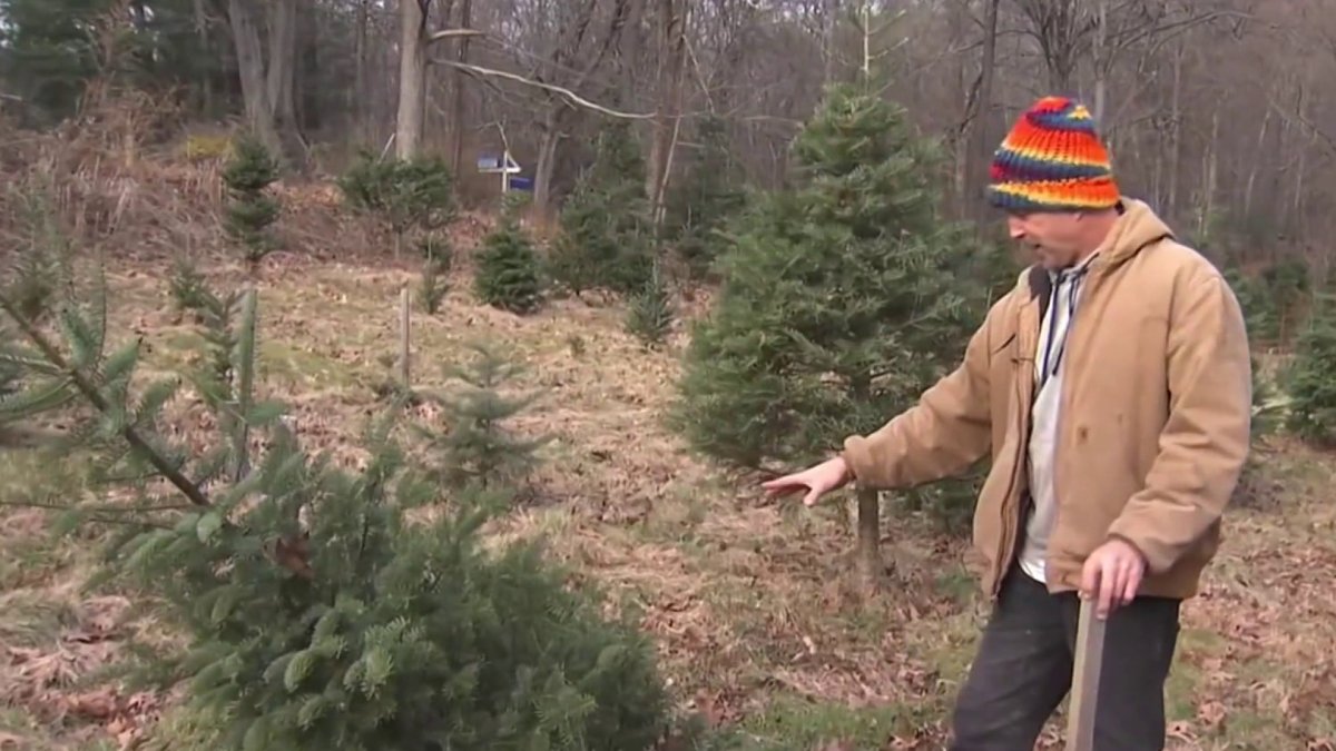CT Christmas tree farmer says wildlife is causing a problem with