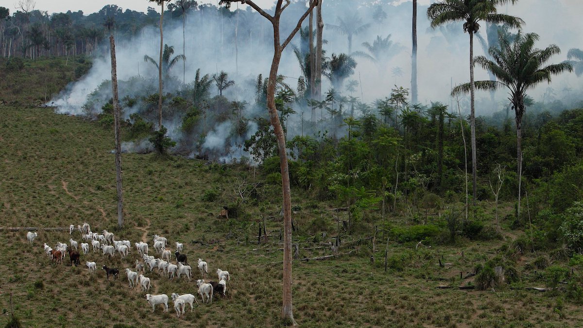 How a Utah-based beef distributor fuels amazon deforestation – NBC Connecticut - Vimarsana News