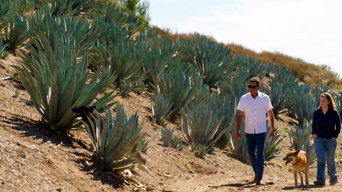 Californians farm agave to weather drought and groundwater limits – NBC Connecticut - Vimarsana News