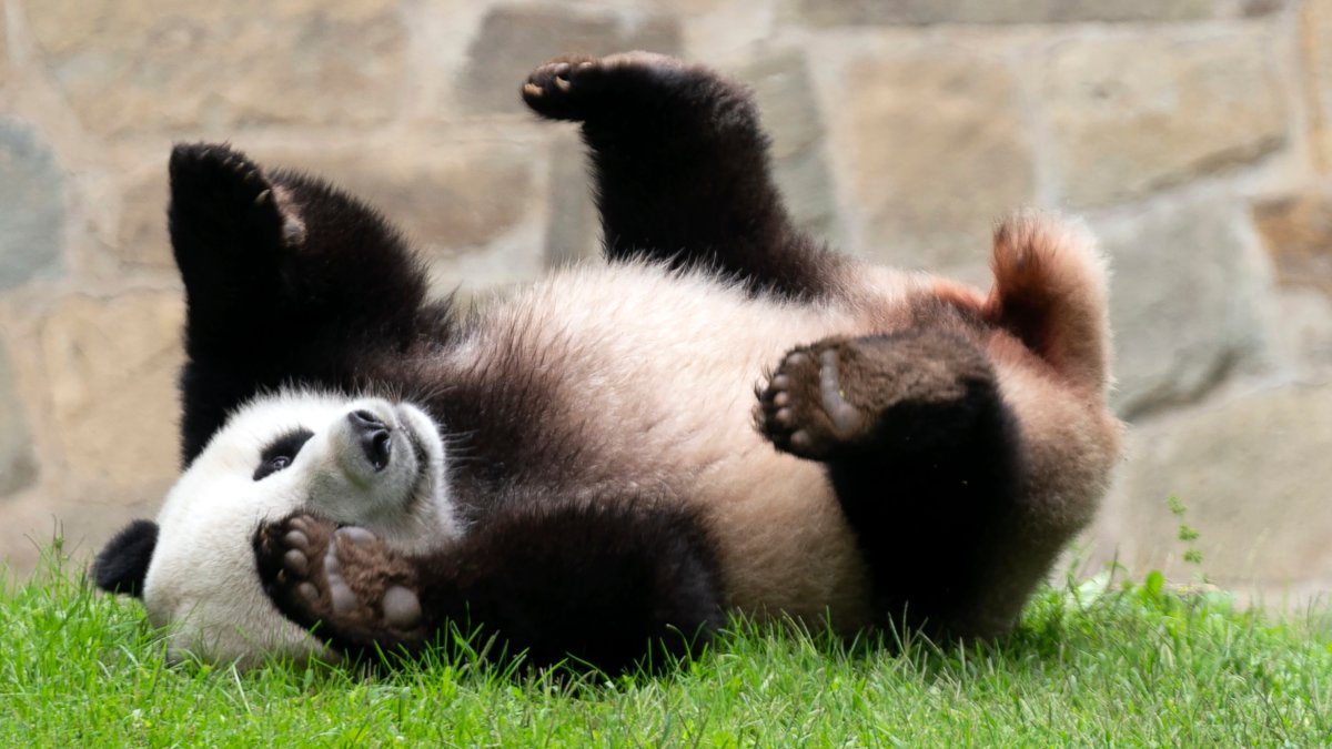 Where to see pandas in the US and around the world - Vimarsana News