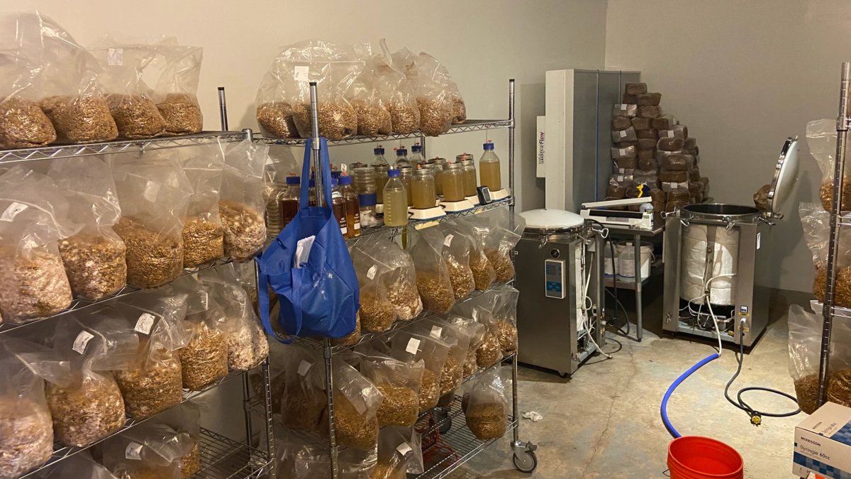 More than $8 million worth of illegal mushrooms found at Burlington home: police - Vimarsana News