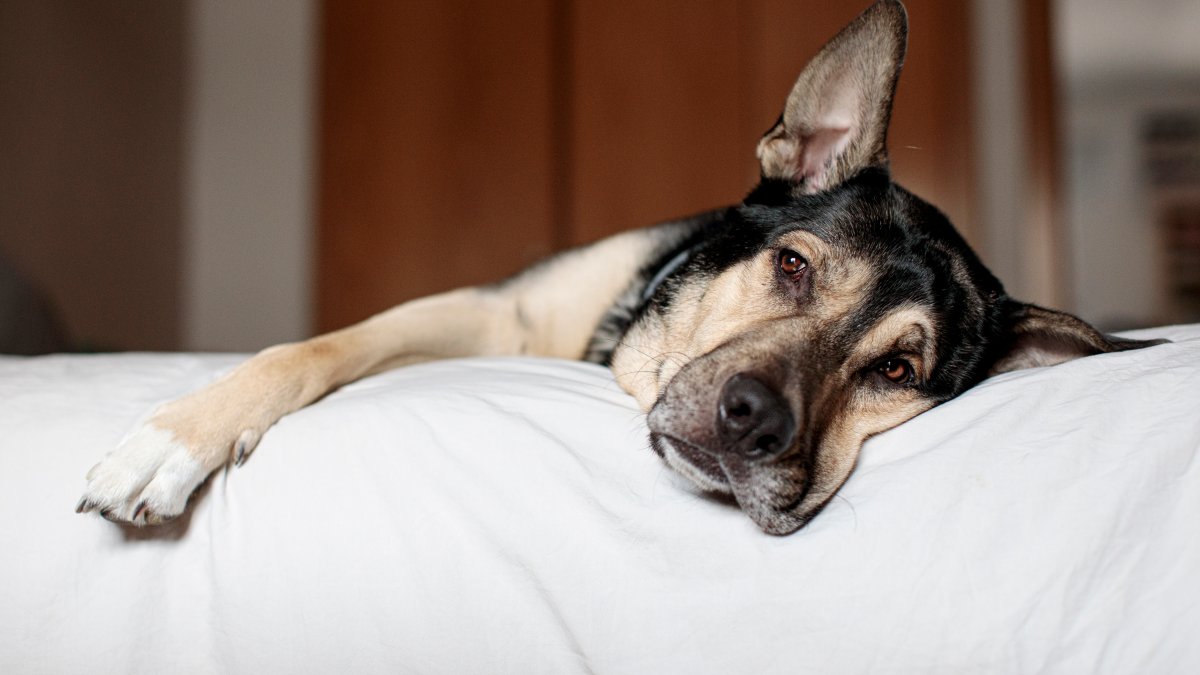 Pet safety tips for the holiday season – NBC Connecticut - Vimarsana News