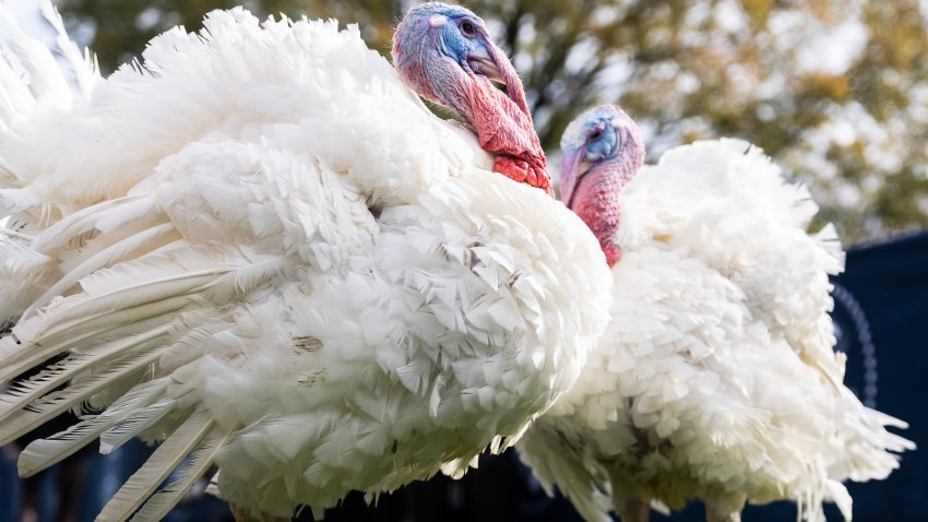 Turkeys, Liberty and Bell, prepare to be pardoned by President Joe Biden during the National Thanksgiving Turkey Pardoning on the South Lawn of the White House.