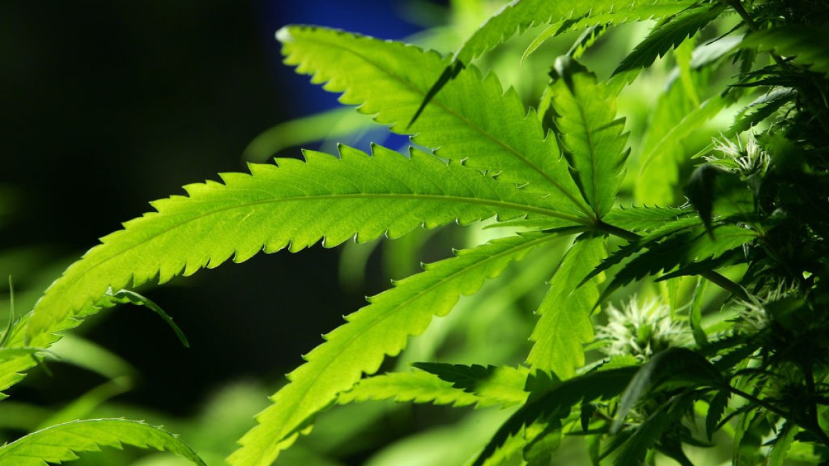 Ohio legalizes recreational marijuana for adults – NBC Connecticut - Vimarsana News