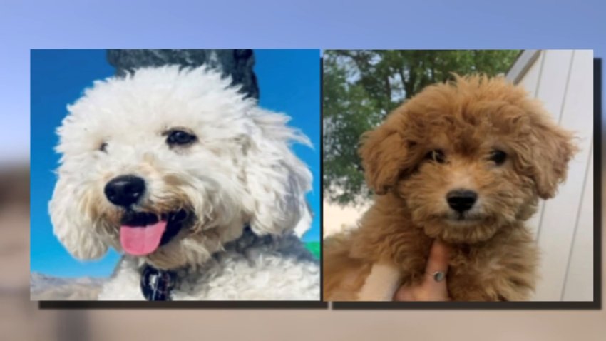 An undated image of a dog named Stella, who was falsely advertised for sale as a Goldendoodle by the Kenney family in the Inland Empire.