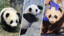 L-R: Tai Shan; Bao Bao; Bei Bei