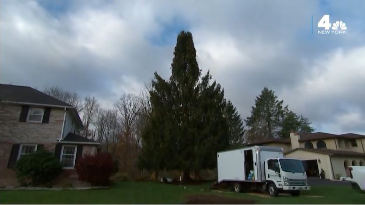 Rockefeller Center Christmas Tree cut down Thursday for trip to New