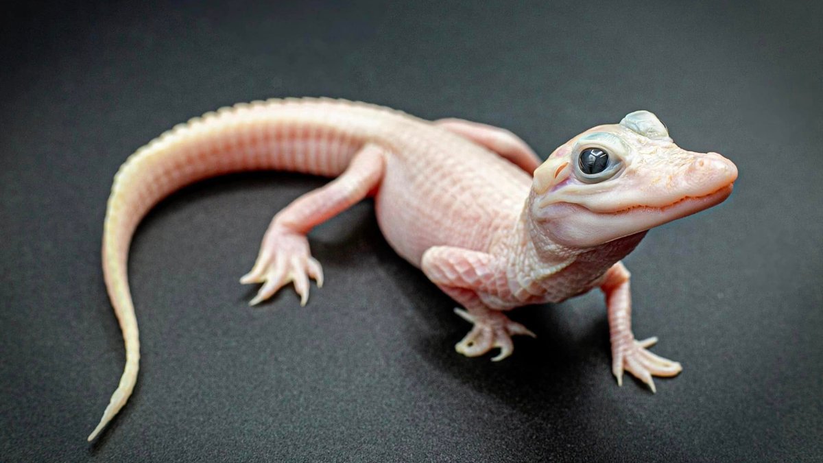 Extremely rare white leucistic alligator is born at Florida's Gatorland – NBC Connecticut - Vimarsana News