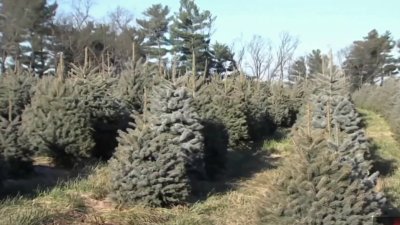 What to know before picking out your Christmas tree and keeping it healthy