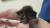 East Haddam firefighters adopt kitten they pulled from recent fire