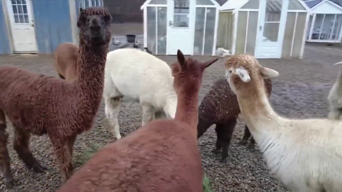 Suffield alpaca farm has special way of getting rid of Christmas trees