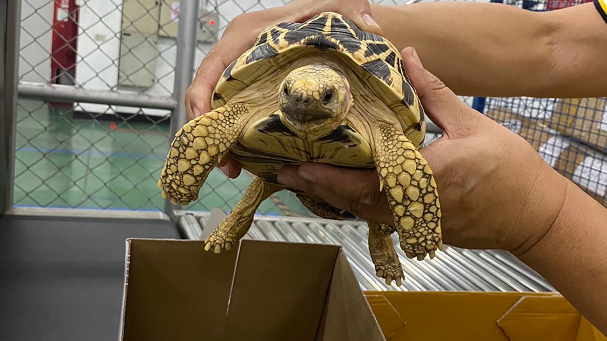 Police seize hundreds of animals during trafficking stings worldwide: Interpol – NBC Connecticut - Vimarsana News