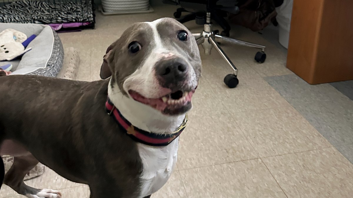 Animal shelters overcrowd as families face financial issues – NBC Connecticut - Vimarsana News