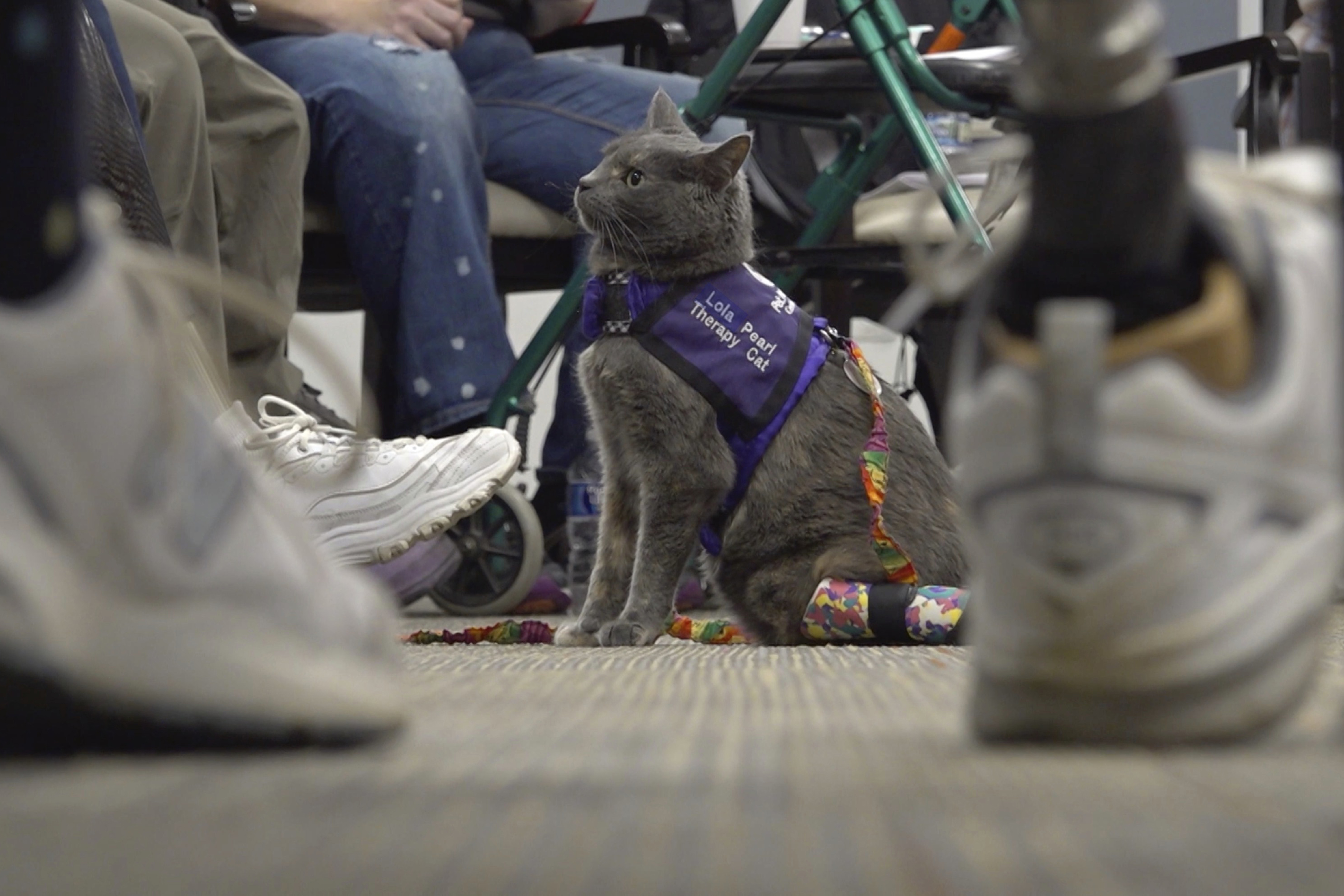 Cat and owner share amputee journey; help others through animal therapy – NBC Connecticut - Vimarsana News
