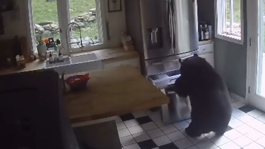 5 craziest bear videos of 2023
