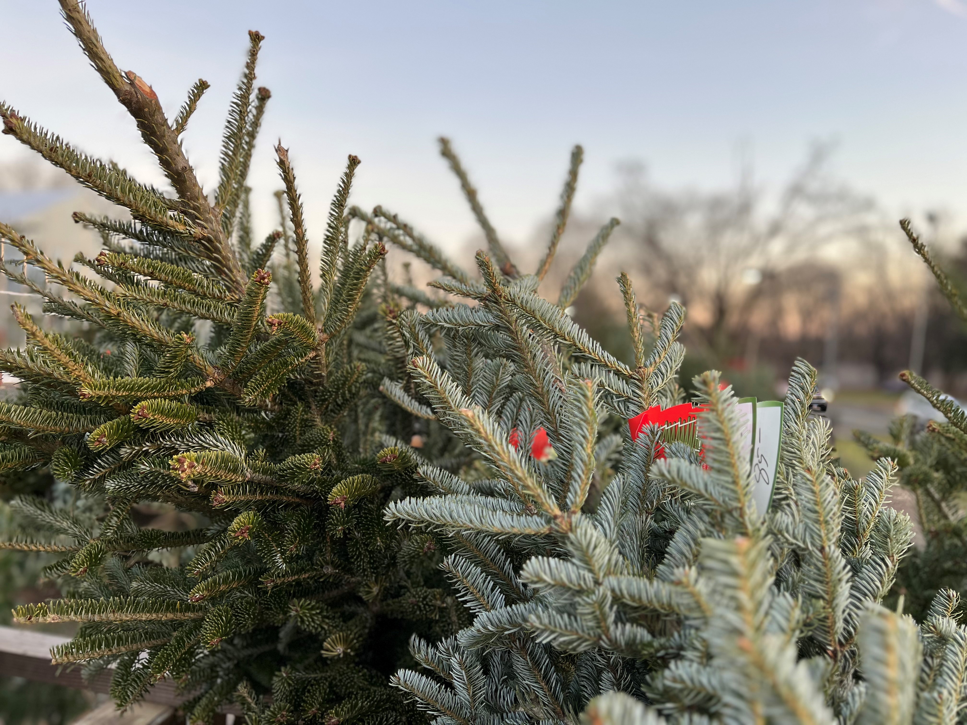 12 Festive Facts about the Fraser Fir