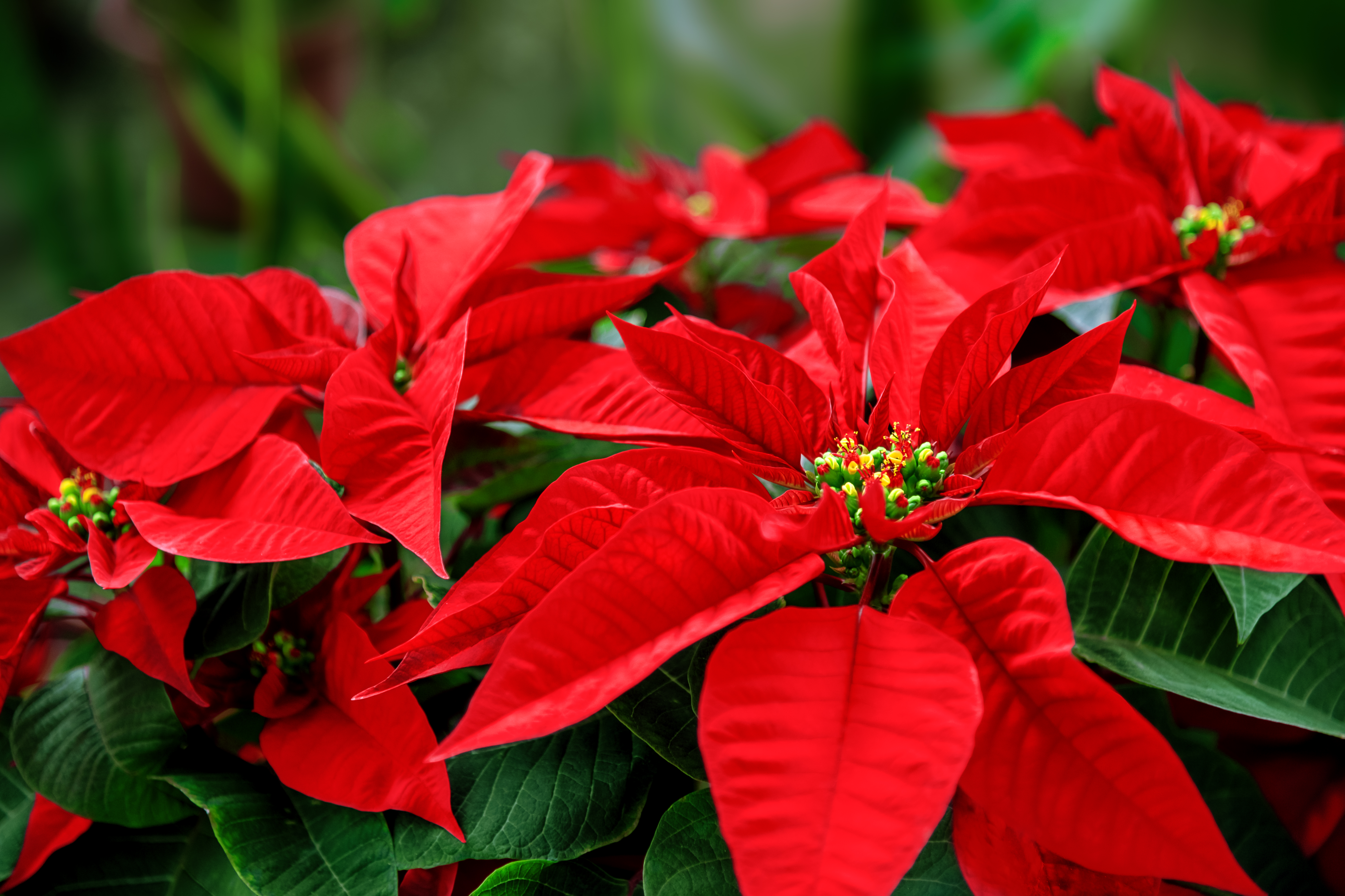 The Poinsettia S Name And Origins Get