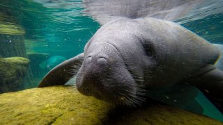 A manatee swimming.