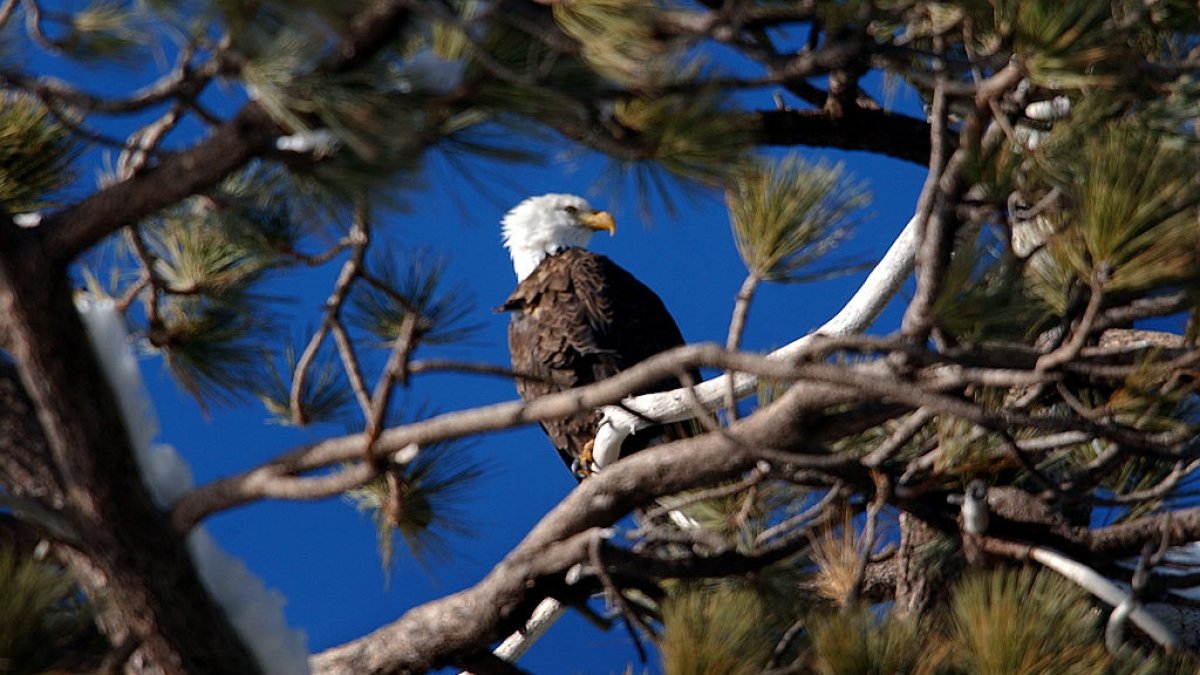 2 men charged with killing thousands of birds, including bald eagles, in Montana – NBC Connecticut - Vimarsana News