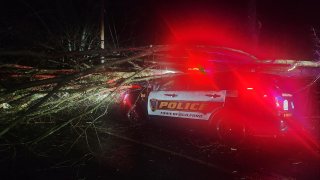 Tree on police cruiser in Guilford